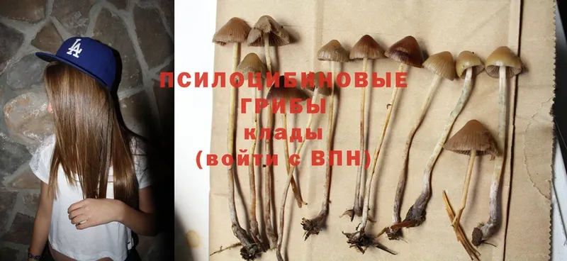 Псилоцибиновые грибы Cubensis  Уржум 